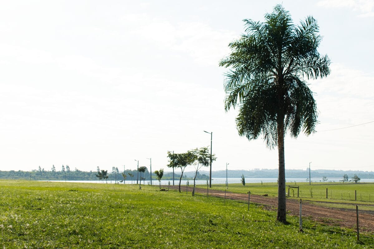 Lote interno de Paraqvaria con una palmera y el lago al fondo